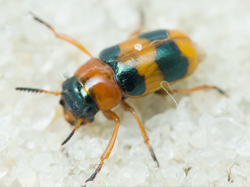 Coptocephala unifasciata (Scopoli, 1763)